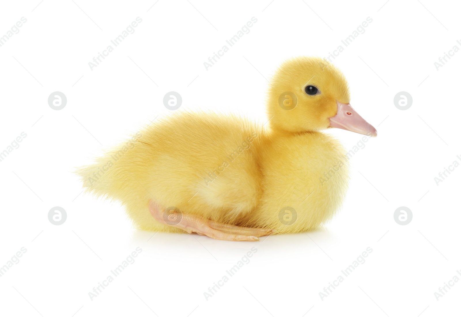 Photo of Cute fluffy gosling on white background. Farm animal