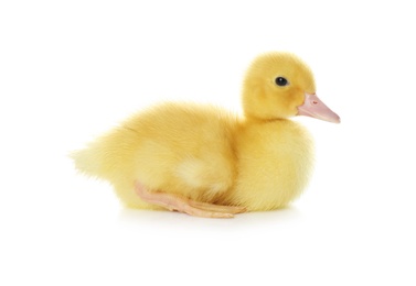 Cute fluffy gosling on white background. Farm animal