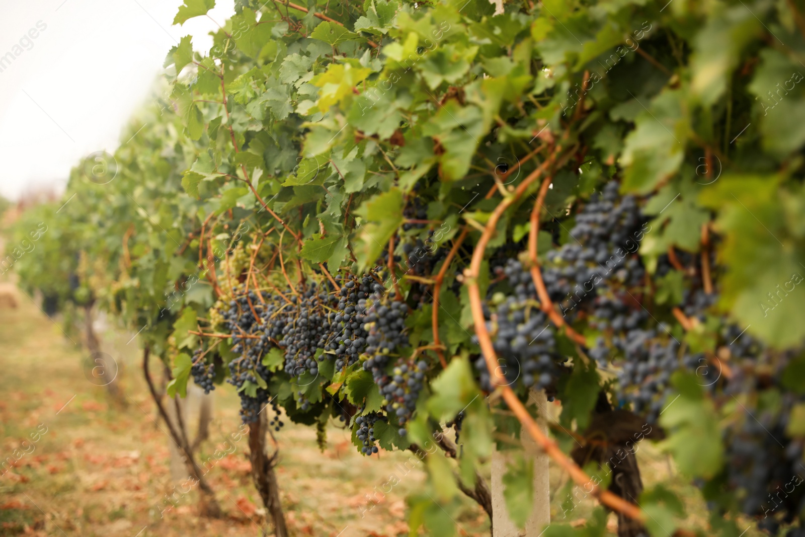 Photo of Beautiful view of vineyard with ripening grapes