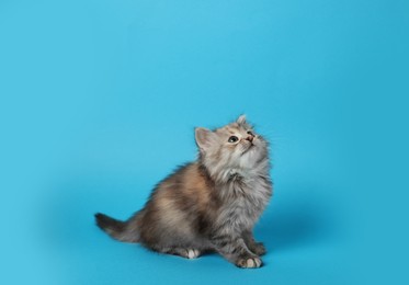 Photo of Cute kitten on light blue background. Space for text