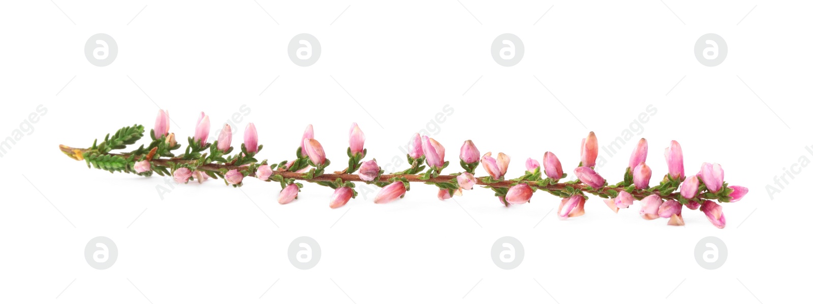 Photo of Sprig of heather with beautiful flowers isolated on white