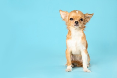 Photo of Cute small Chihuahua dog on light blue background. Space for text