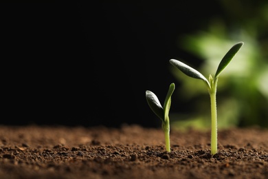 Little green seedlings growing in soil against blurred background, closeup view. Space for text