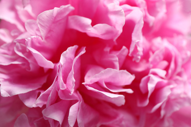 Photo of Closeup view of beautiful pink peony flower