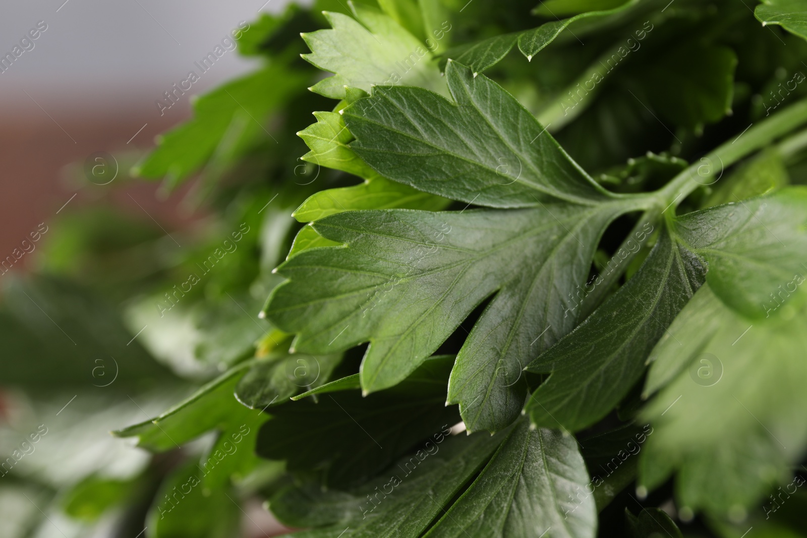 Photo of Fresh green parsley leaves on blurred background, closeup