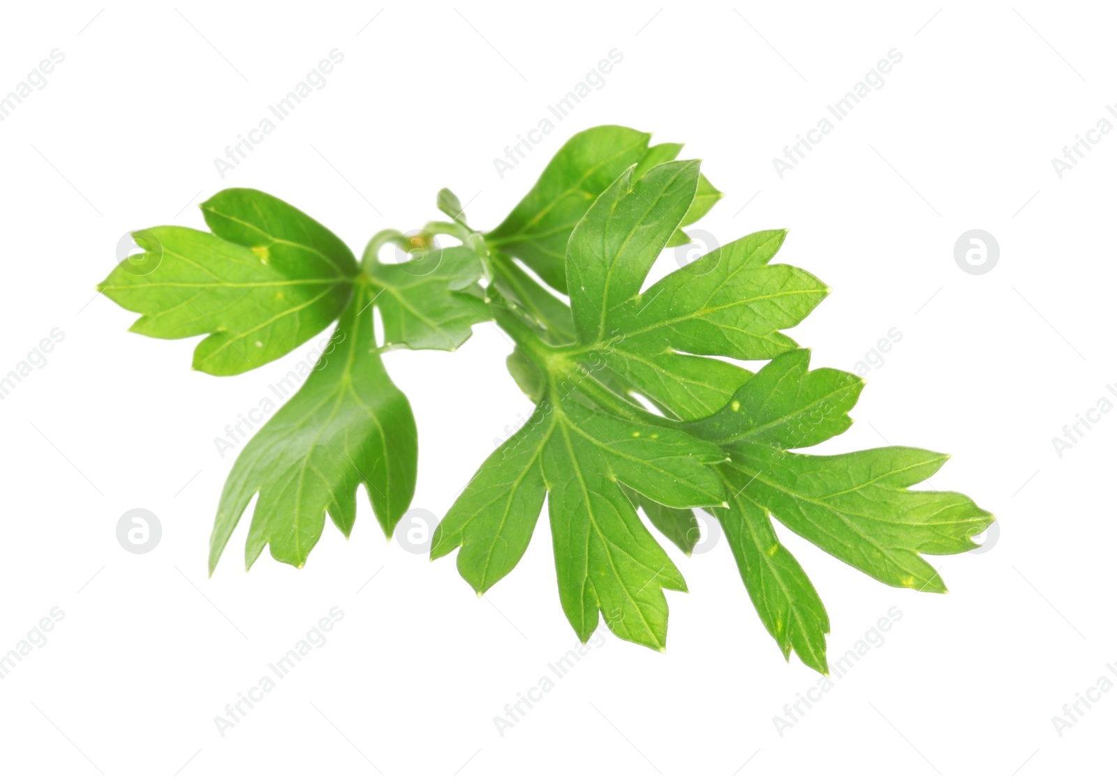 Photo of Aromatic fresh green parsley on white background