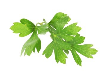 Aromatic fresh green parsley on white background