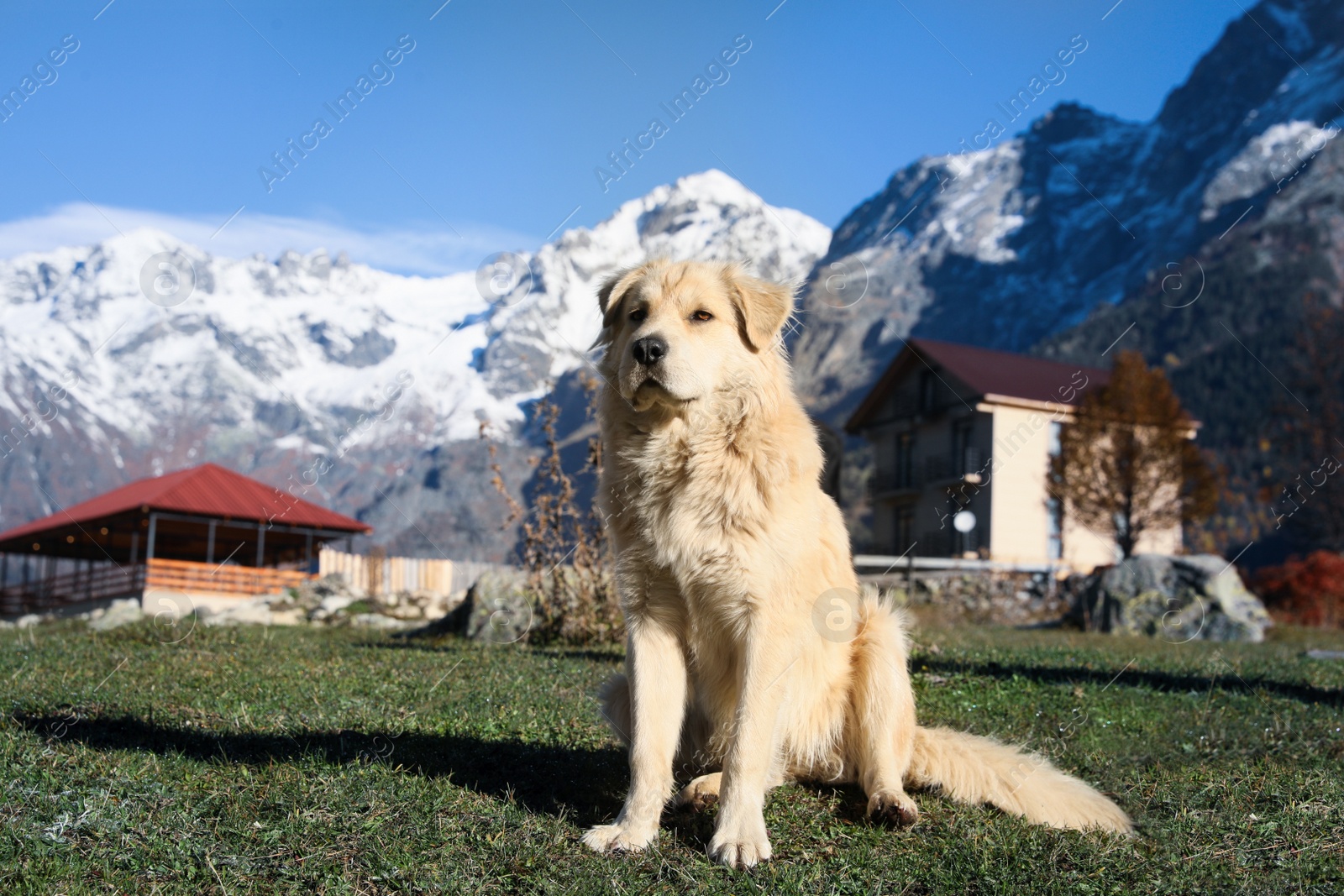 Photo of Adorable dog in mountains on sunny day