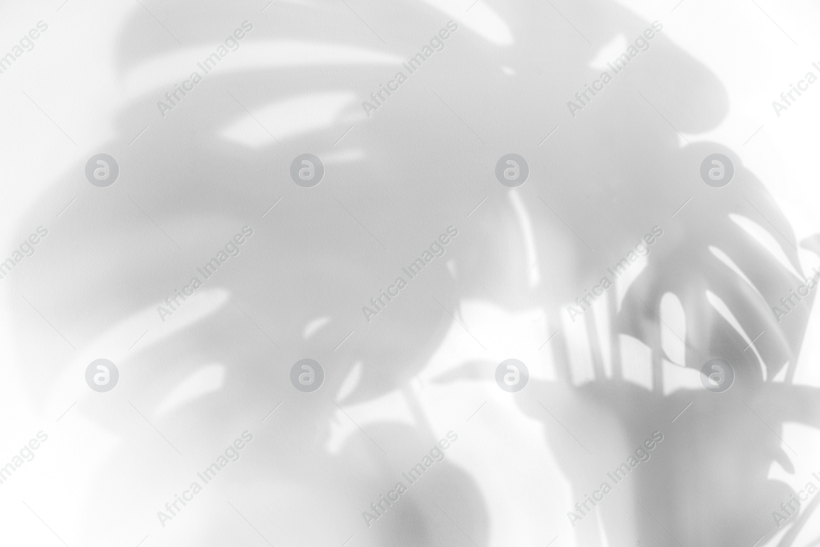Photo of Shadow of monstera plant leaves on light background