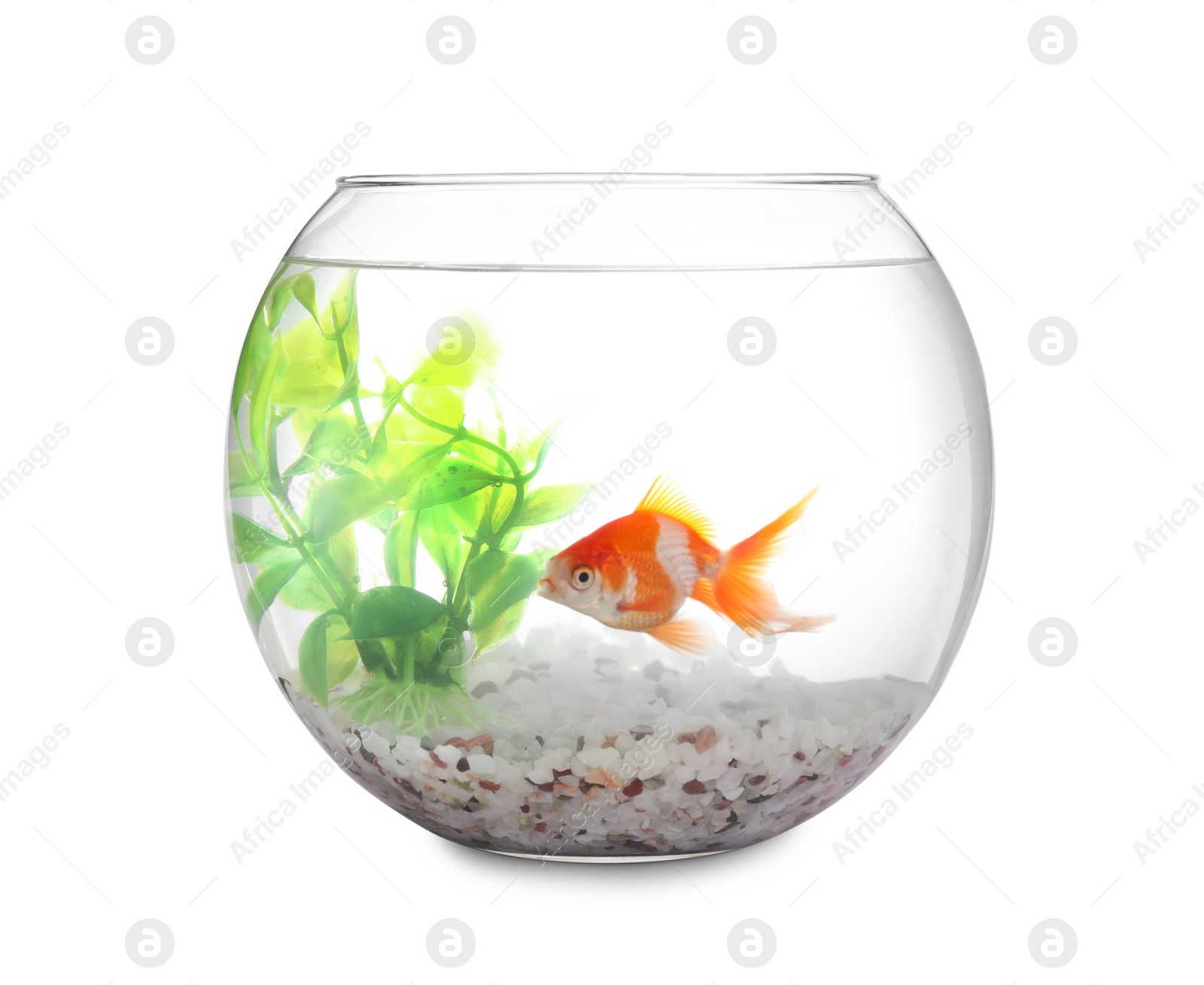 Photo of Beautiful bright small goldfish in round glass aquarium isolated on white