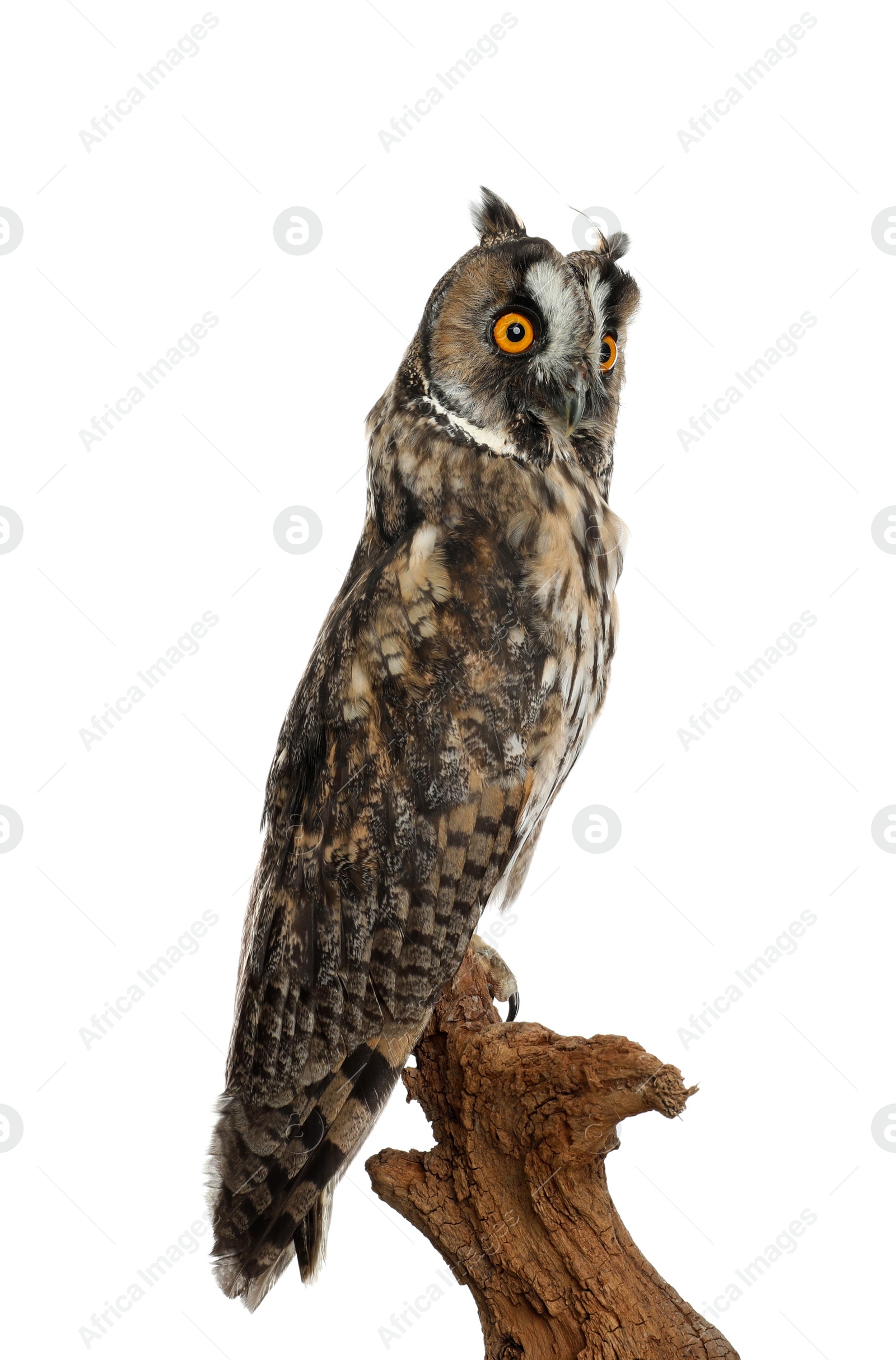 Photo of Beautiful eagle owl on twig against white background. Predatory bird