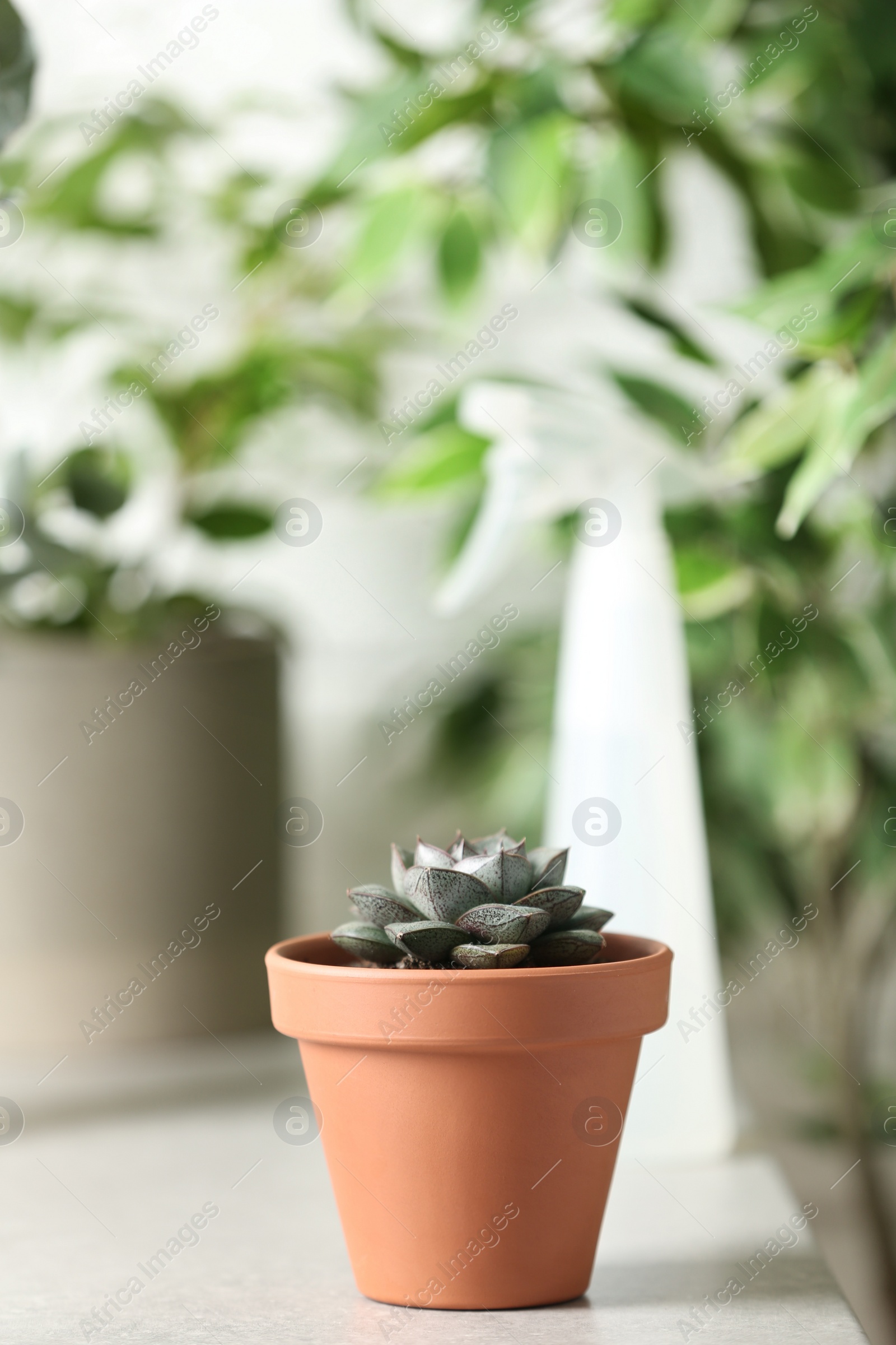Photo of Beautiful Echeveria plant on white table at home. Space for text
