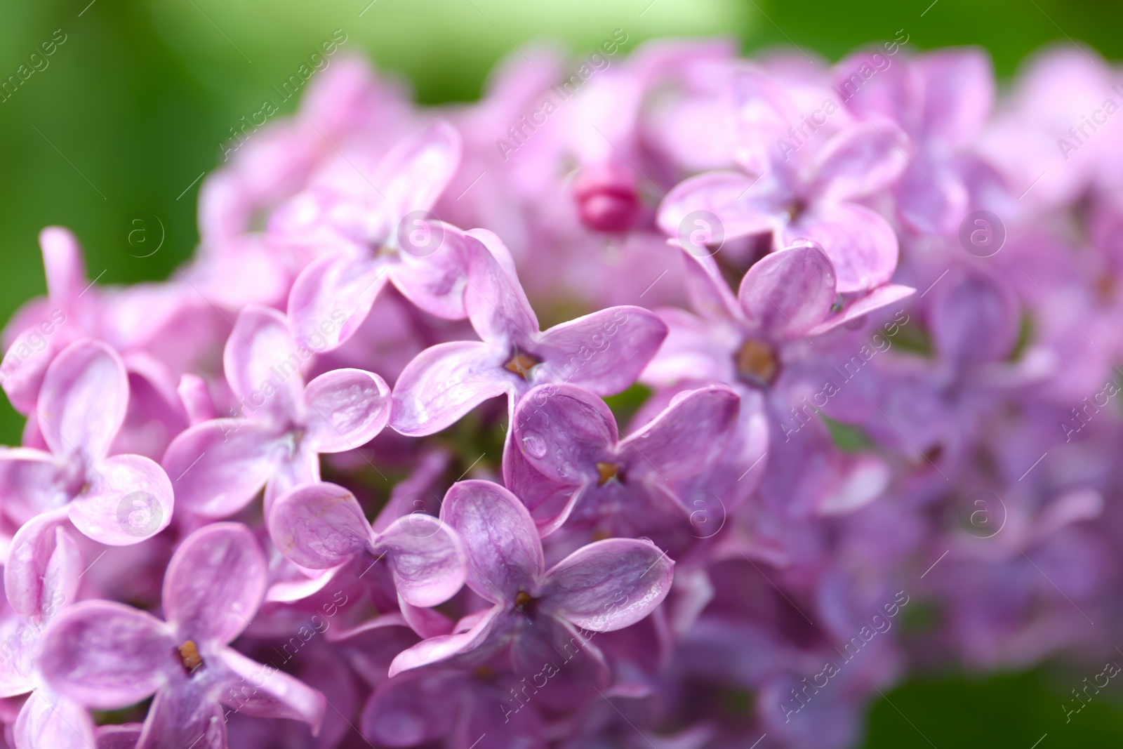 Photo of Closeup view of beautiful blossoming lilac bush outdoors