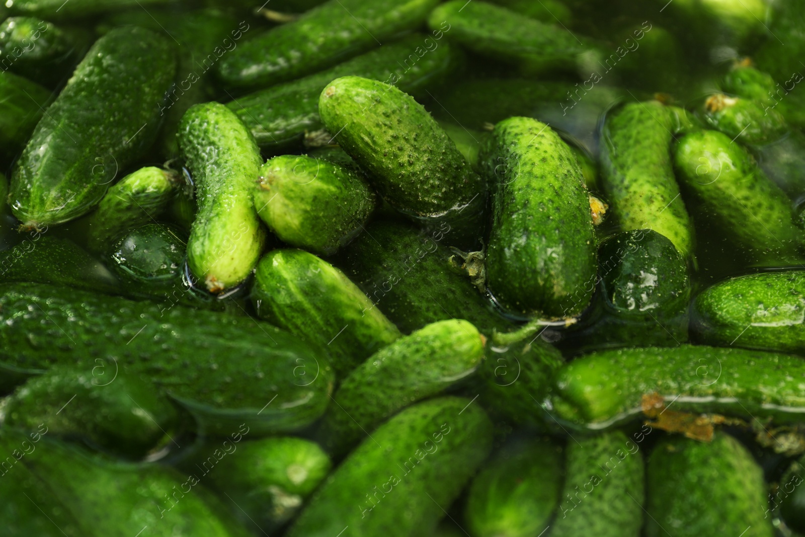 Photo of Many fresh ripe cucumbers in water, closeup