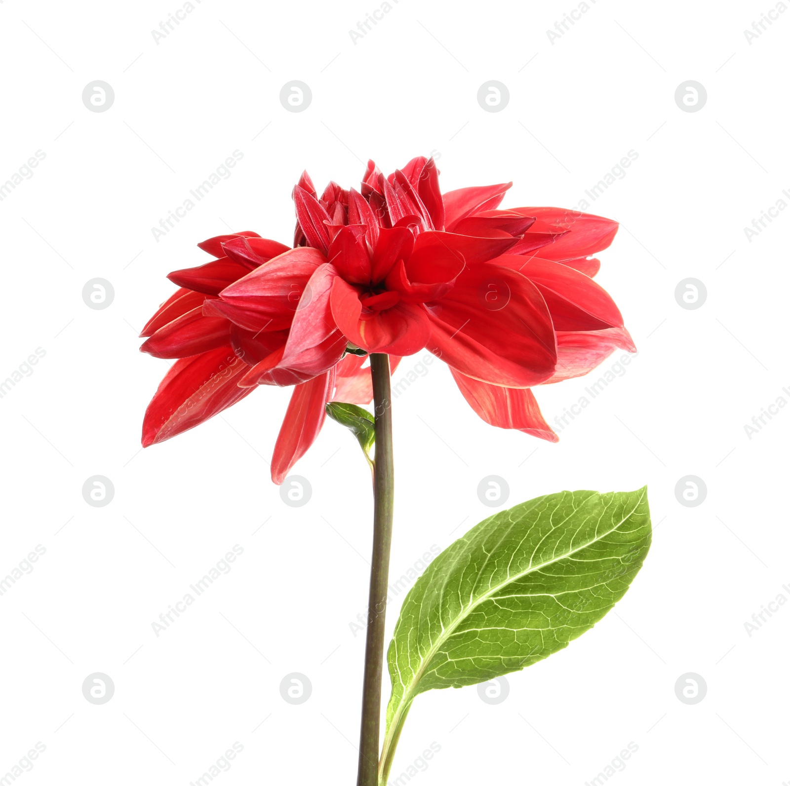 Photo of Beautiful red dahlia flower on white background