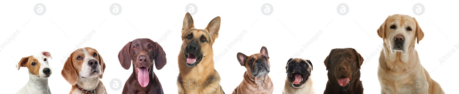 Image of Collage with different dogs on white background. Banner design