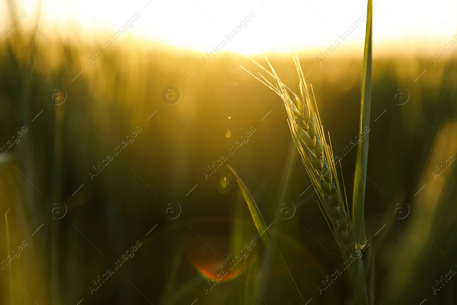 Photo of Closeup view of unripe spike outdoors on sunny day