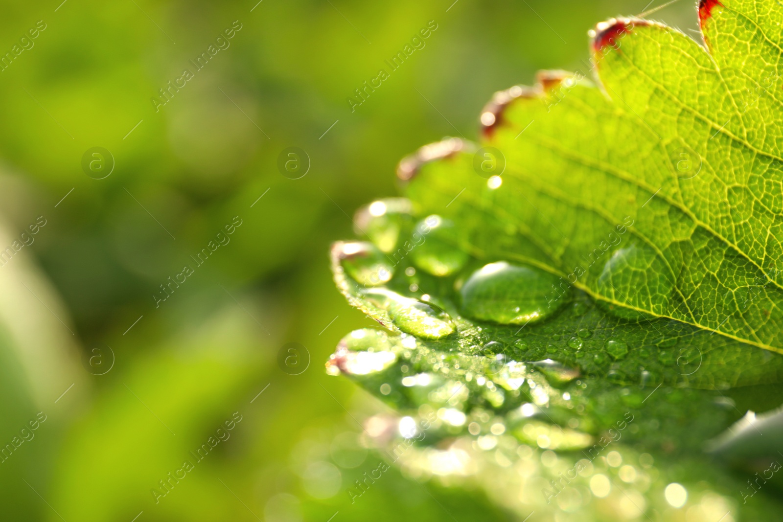 Photo of Closeup view of strawberry leaf with water drops on blurred background