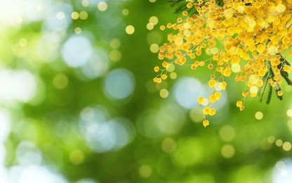 Image of Beautiful yellow mimosa flowers outdoors on sunny day, space for text. Bokeh effect