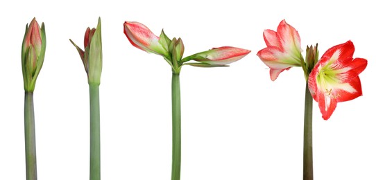 Beautiful Amaryllis (Hippeastrum) flowers on white background, collage. Banner design