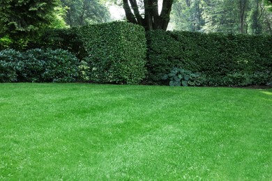 Photo of Beautiful lawn with green grass on sunny day