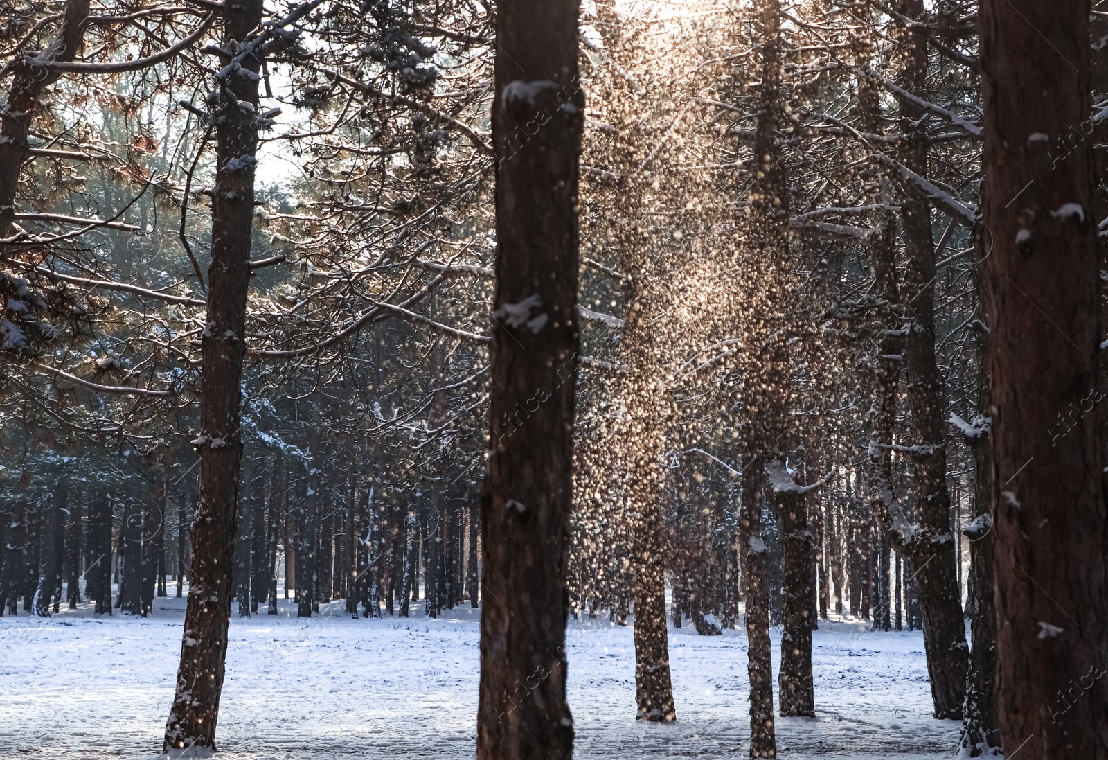 Photo of Picturesque view of snowy pine forest in winter morning