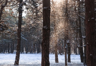 Picturesque view of snowy pine forest in winter morning