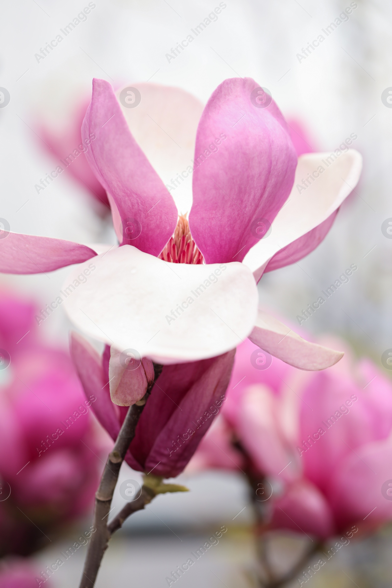 Photo of Closeup view of beautiful blooming magnolia tree outdoors
