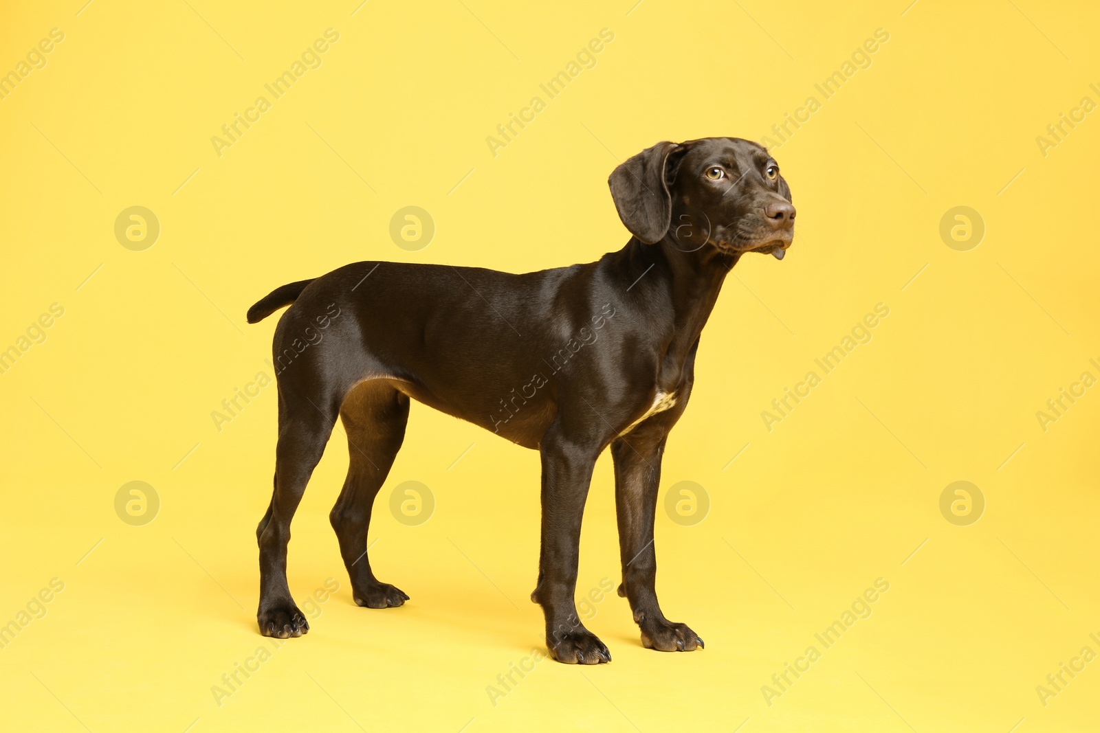 Photo of German Shorthaired Pointer dog on yellow background