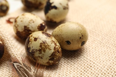 Photo of Speckled quail eggs and feathers on beige cloth, closeup