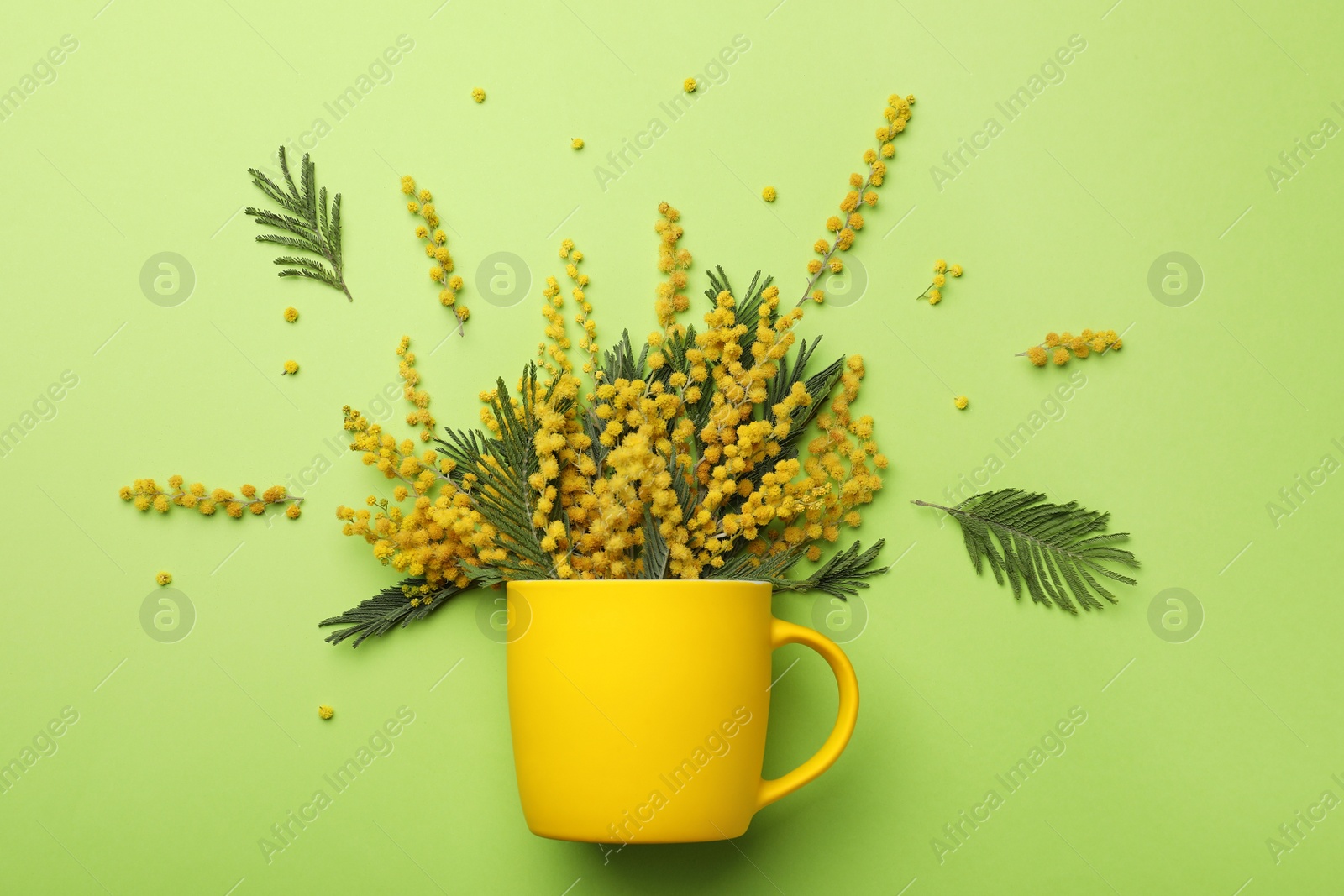 Photo of Beautiful floral composition with mimosa flowers and cup on green background, flat lay