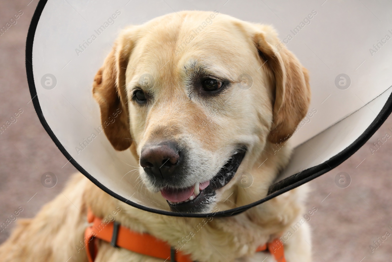 Photo of Adorable Labrador Retriever dog wearing Elizabethan collar outdoors, closeup