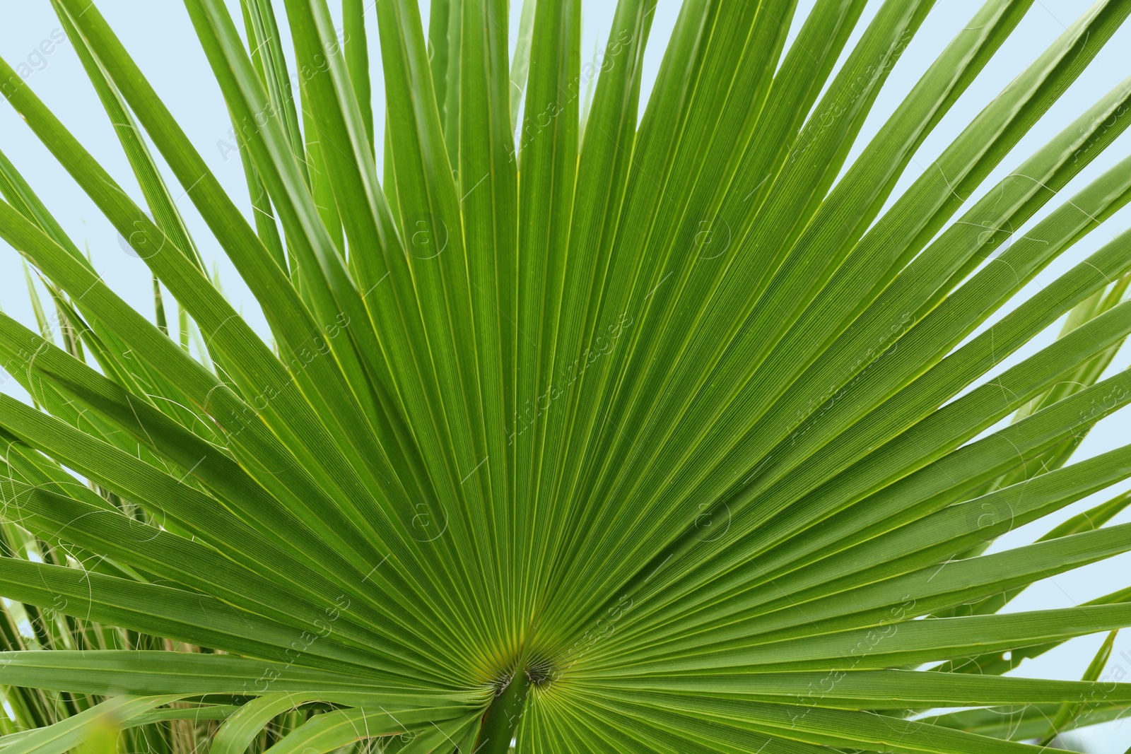 Photo of Beautiful palm tree with green leaves against blue sky, closeup