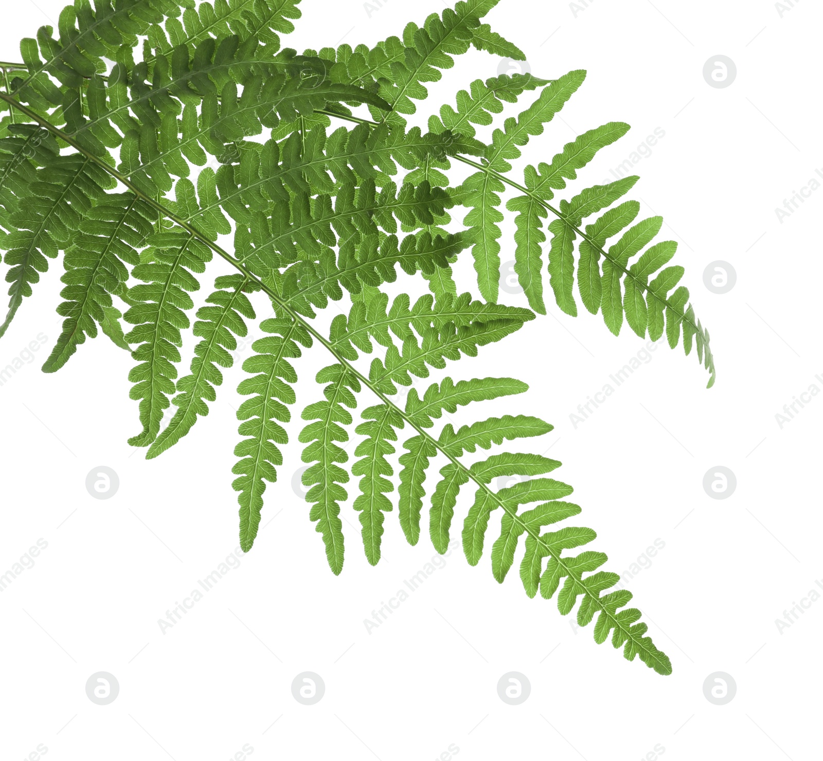 Photo of Beautiful tropical fern leaves on white background