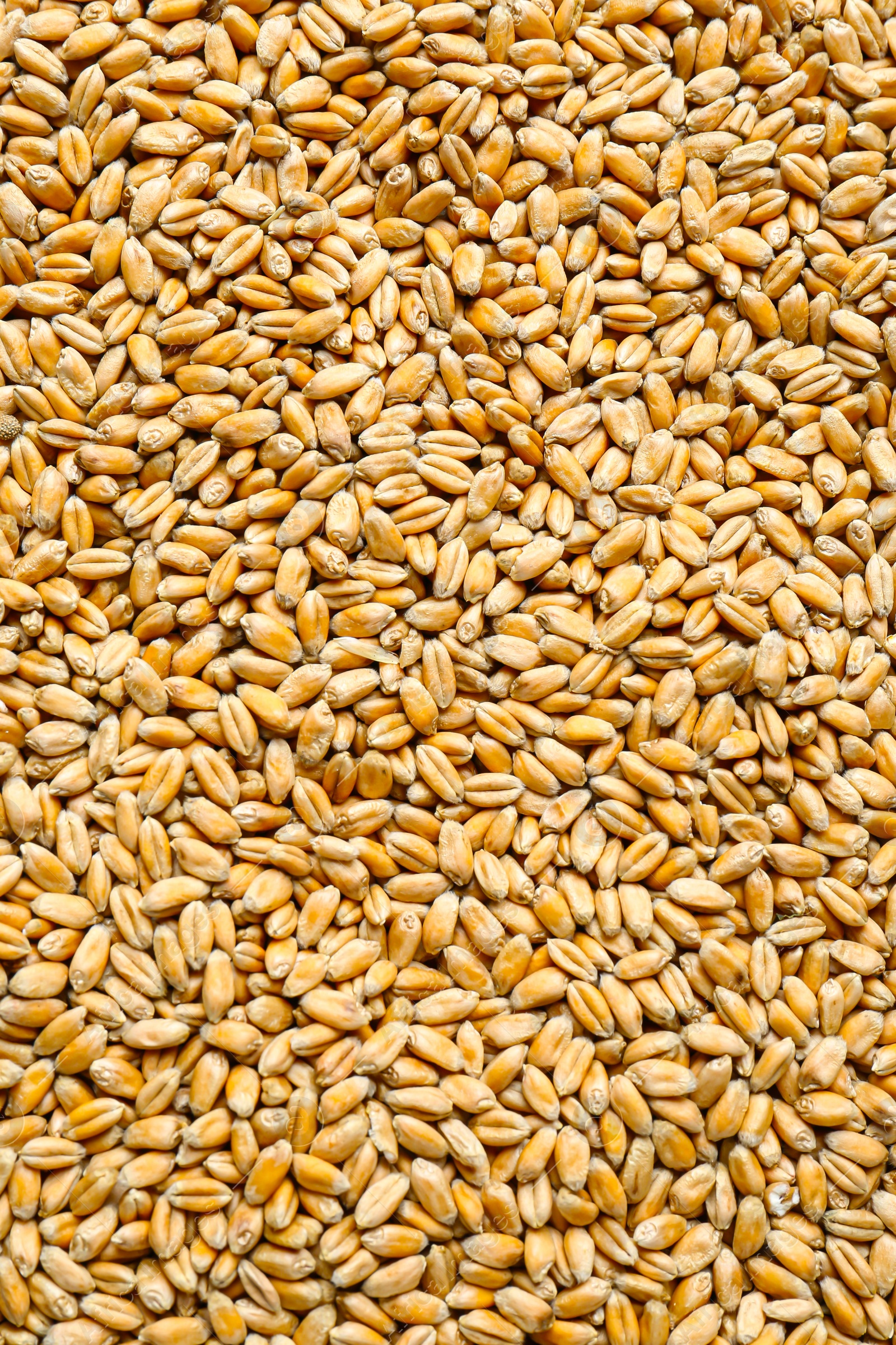 Photo of Closeup of wheat grains as background, top view