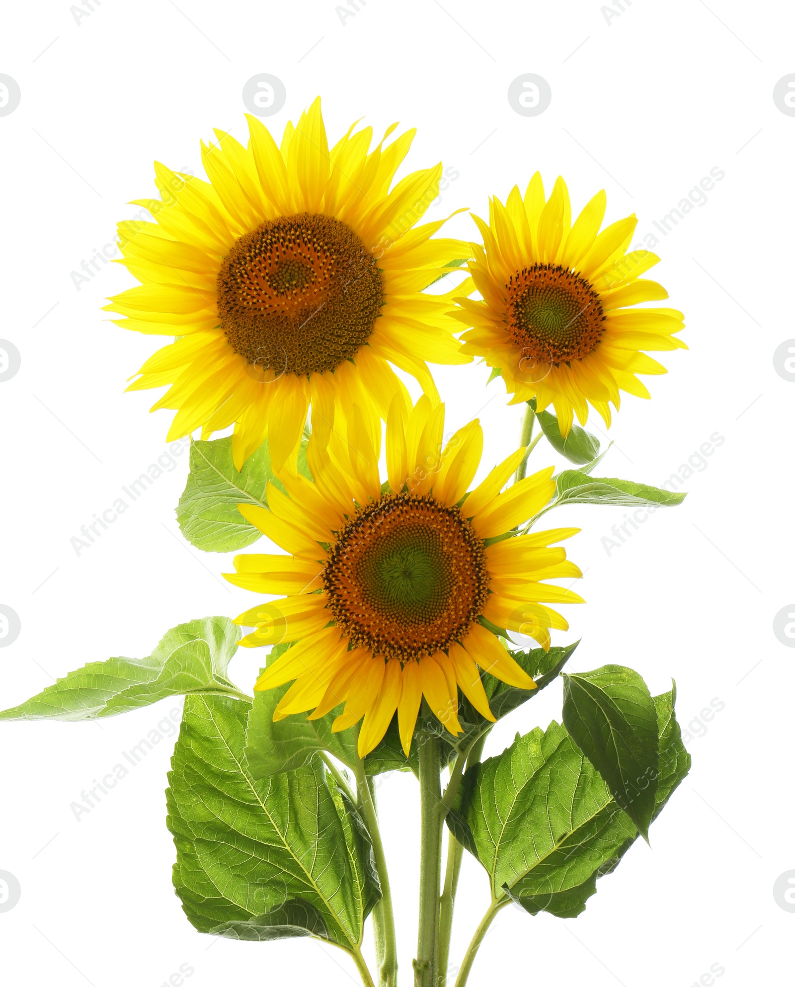 Photo of Beautiful bright blooming sunflowers on white background