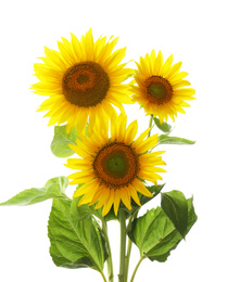 Beautiful bright blooming sunflowers on white background