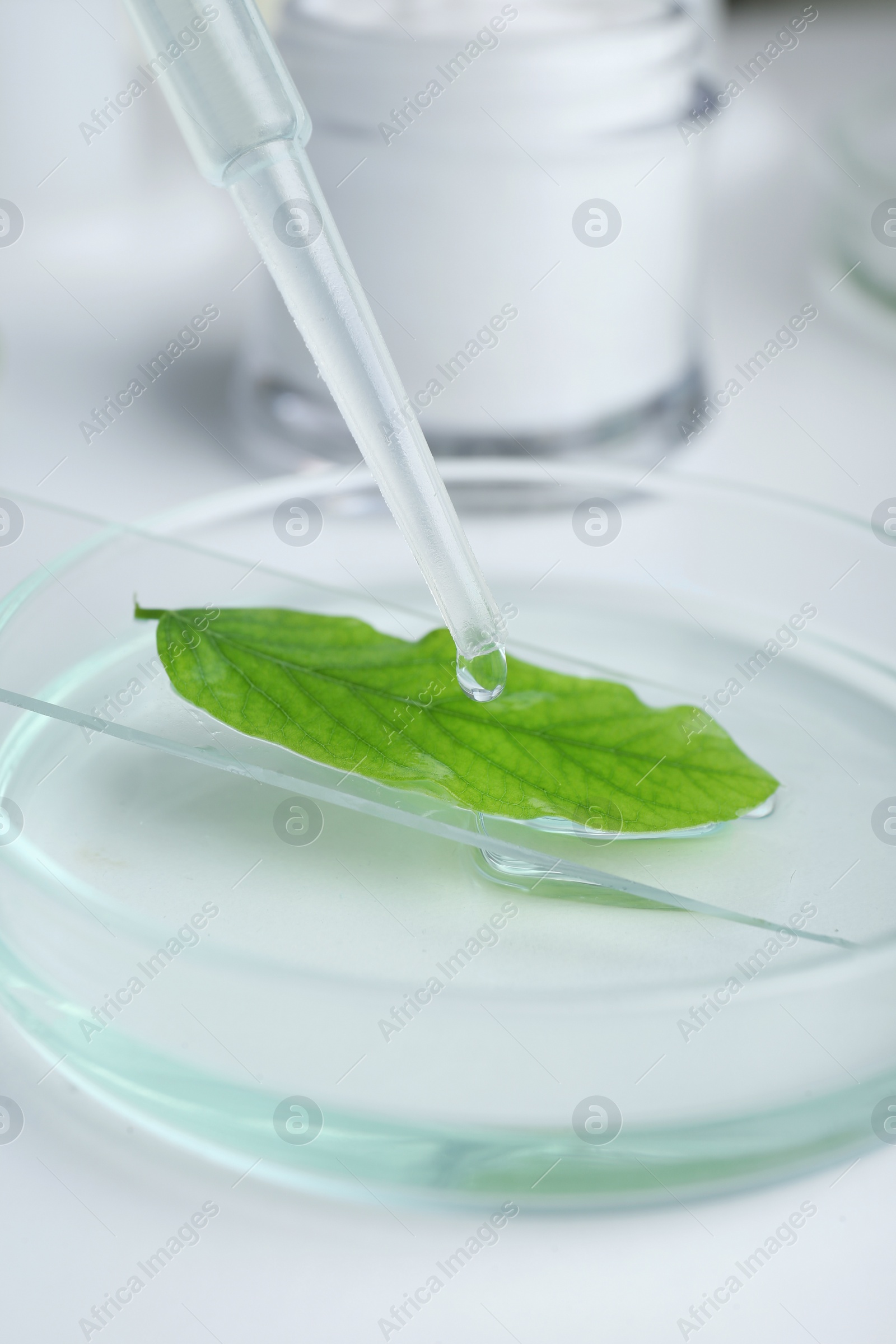 Photo of Dripping liquid from dropper onto petri dish with leaf on white table, closeup