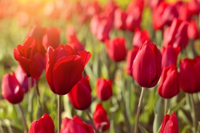 Photo of Beautiful red tulips growing outdoors on sunny day, closeup