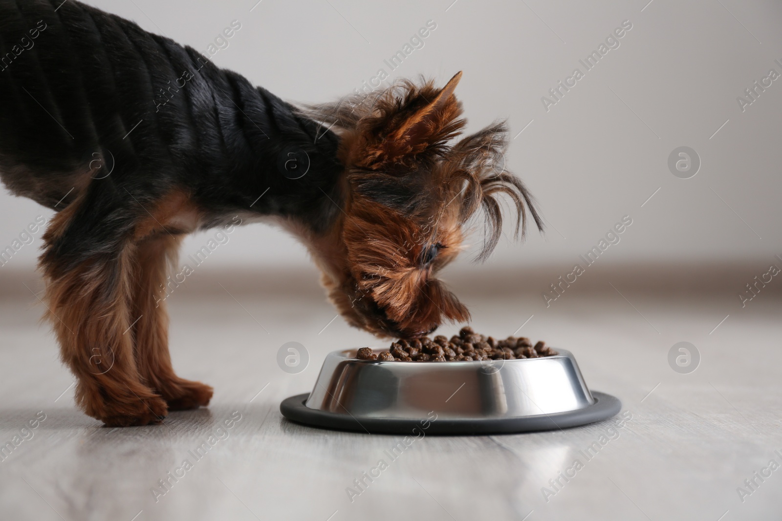 Photo of Cute Yorkshire terrier dog near feeding bowl indoors