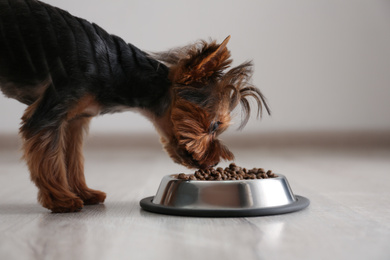 Cute Yorkshire terrier dog near feeding bowl indoors