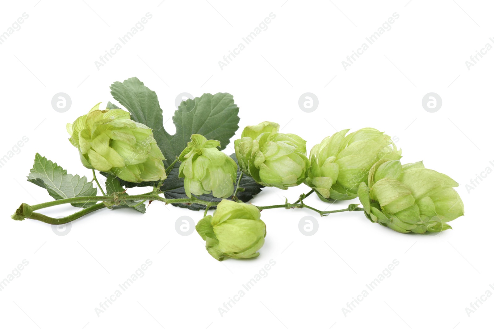 Photo of Branch of fresh green hops on white background