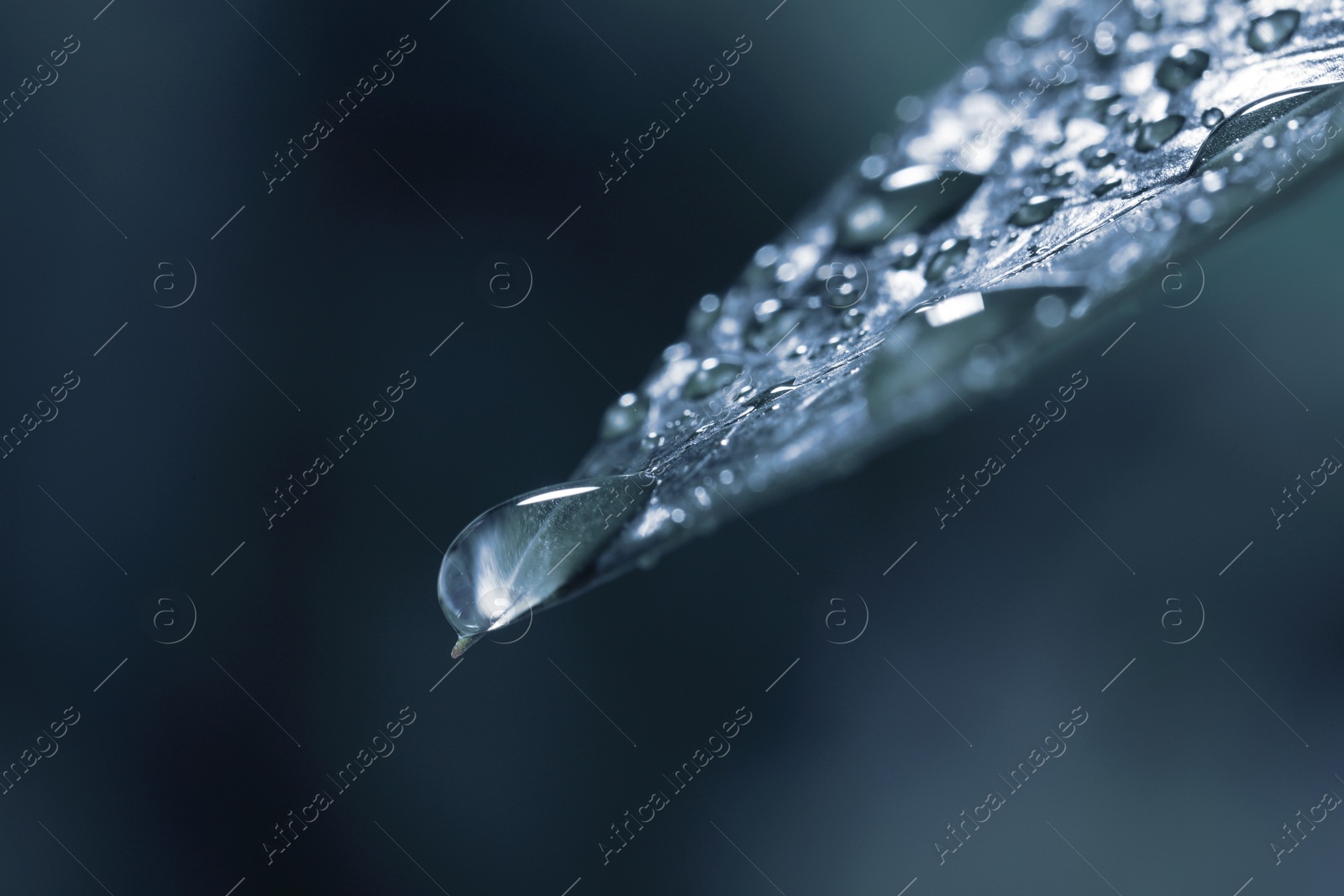 Image of Closeup view of beautiful leaf with dew drops. Blue tone