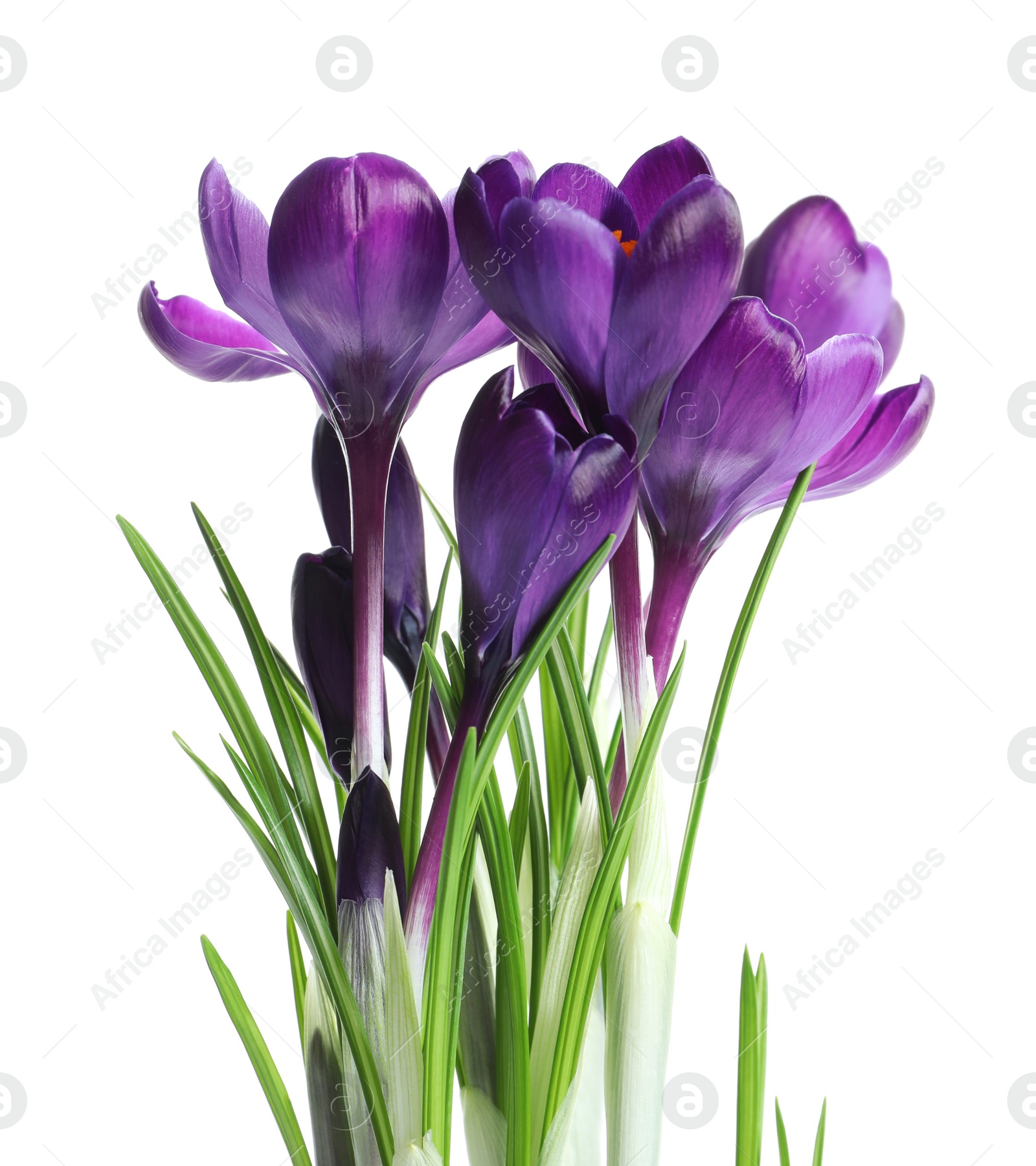 Photo of Beautiful spring crocus flowers on white background