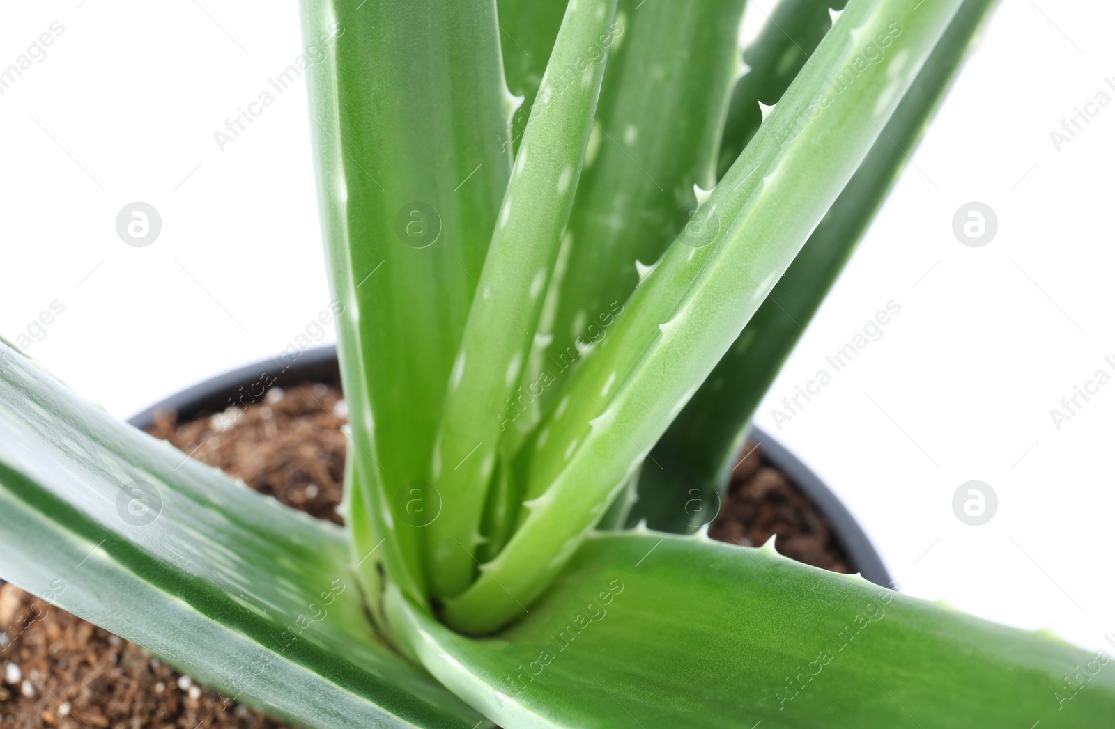 Photo of Flowerpot with aloe vera on white background, closeup