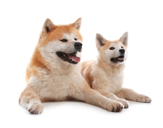 Photo of Adorable Akita Inu dog and puppy isolated on white