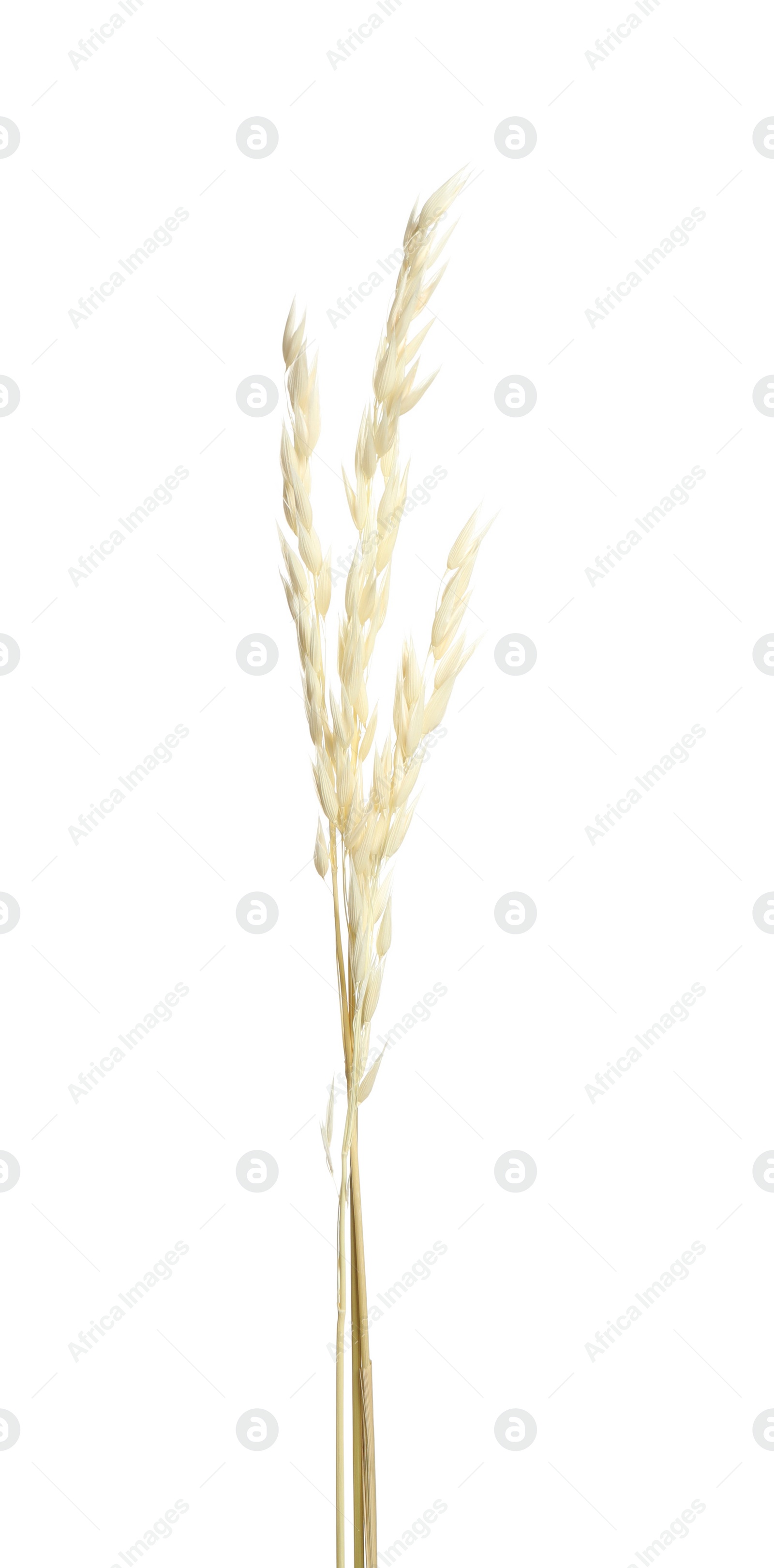 Photo of Beautiful tender dried flowers on white background.