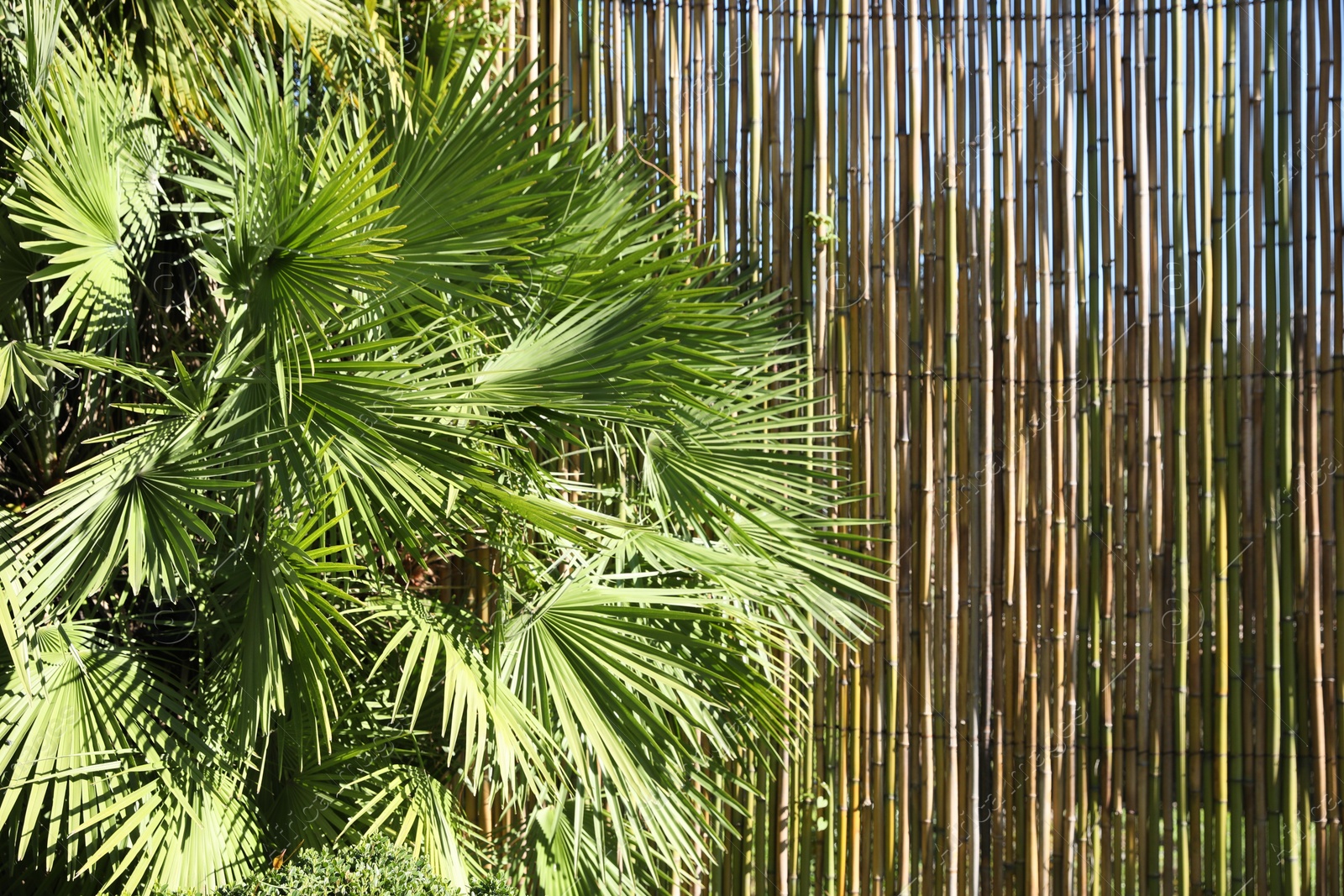 Photo of Beautiful palm tree with green leaves near bamboo fence outdoors, closeup. Space for text