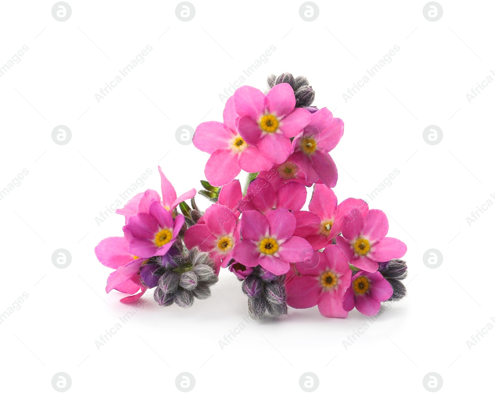 Photo of Beautiful pink Forget-me-not flowers isolated on white