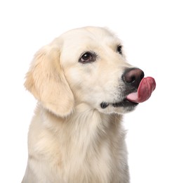 Cute Labrador Retriever showing tongue on white background